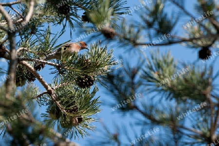 Buchfink, Fringilla coelebs