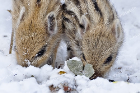 Wildschwein