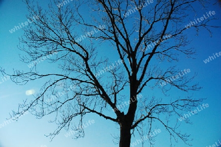 Baum unter blauen Himmel