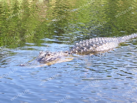 Alligator