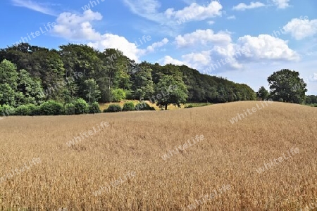 Summer view on agricultural crop and wheat fields ready for harvesting.