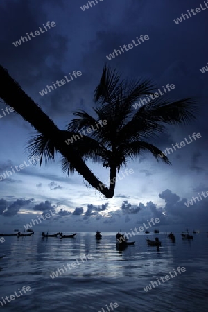 Der Strand  von Hat Sai Ri auf der Insel Ko Tao im Golf von Thailand im Suedwesten von Thailand in Suedostasien.