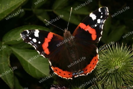 Admiral (Vanessa atalanta) auf einer Klette