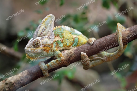 Cameleon