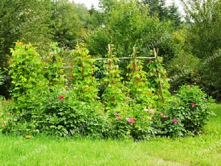 kleiner Bauerngarten