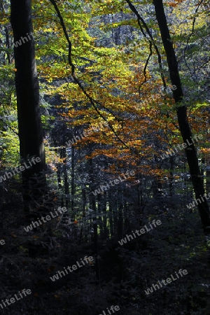 Herbstwajd