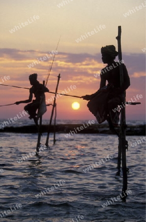 Ein Stelzenfischer am Strand von Weligama im sueden von Sri Lanka in Asien.