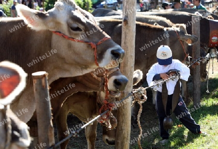 the traditional cow Market in the Farmer Village of Armeno near the Fishingvillage of Orta on the Lake Orta in the Lombardia  in north Italy. 