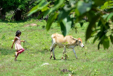 A Field near the Lake Village Kompong Pluk at the Lake Tonle Sap near the City of Siem Riep in the west of Cambodia.