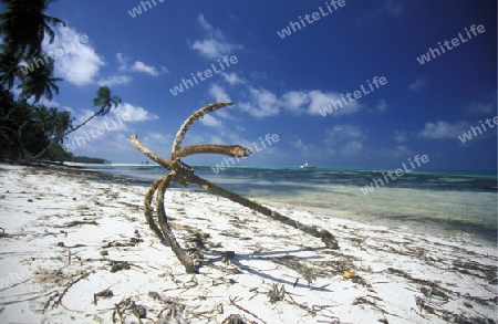 
Der Traumstrand mit Palmen und weissem Sand an der Insel Velavaru im Southmale Atoll auf den Inseln der Malediven im Indischen Ozean.   