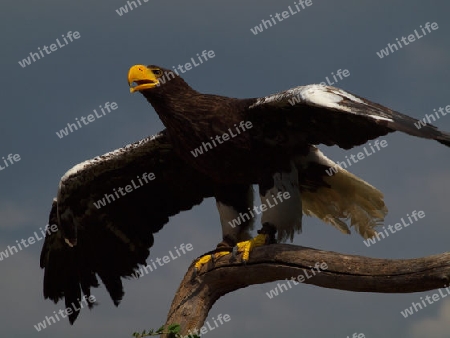 Riesenseeadler vor Abflug