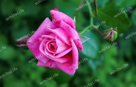 Pink and colorful rose flowers in a roses garden with a soft focus background.