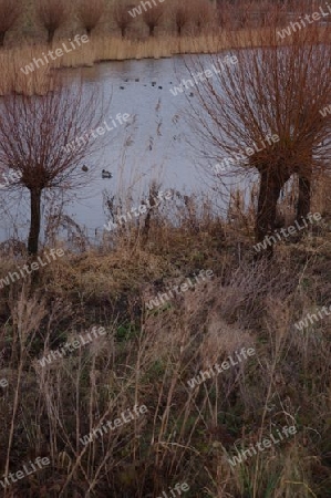 Ducks on pond