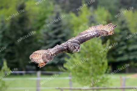 Uhu, Bubo bubo, fliegt ?ber eine Weide, Brandenburg, Deutschland, Europa