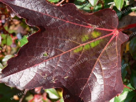 Verwelktes Blatt in dunkel Violett