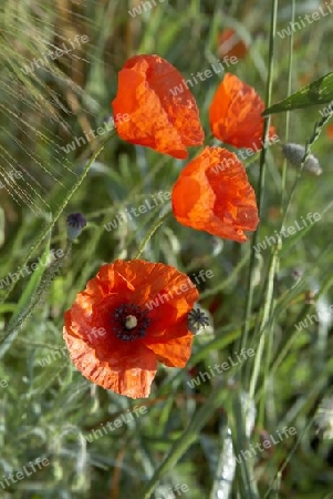 Mohn_8