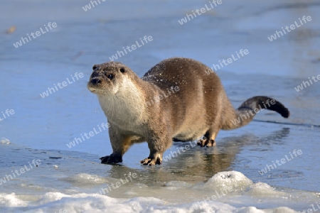 europ?ischer Fischotter ( Lutra lutra) an zugefrorenem Teich im Winter, Brandenburg, Deutschland, Europa