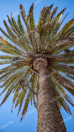 La Serena Palme