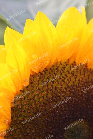 Sonnenblume mit Wassertropfen