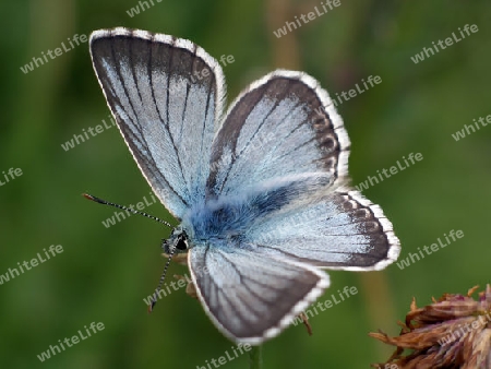 Schmetterling