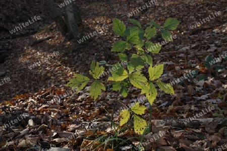 Herbst