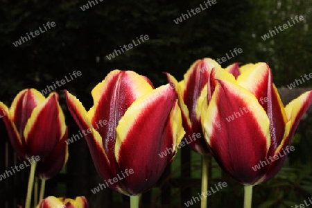 Tulpe Tulpen rot gelb Garten