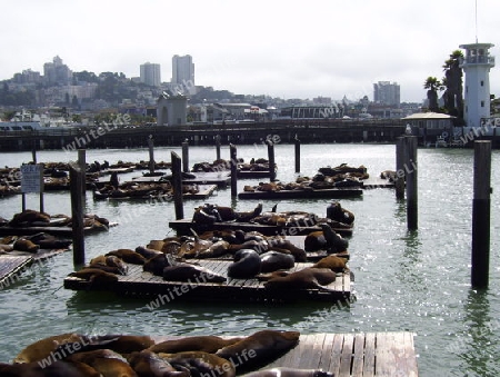 Pier 39