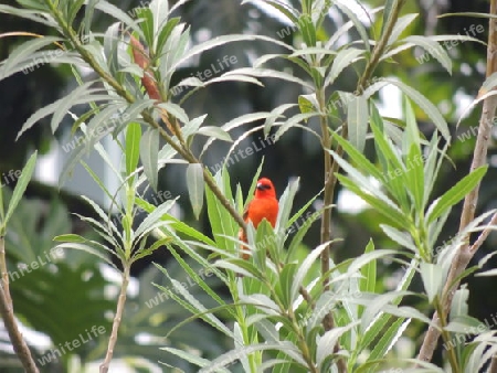 Vogel  Madagascar Cardinal  Seychellen