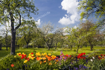 Tulpen vor Streuobstgarten