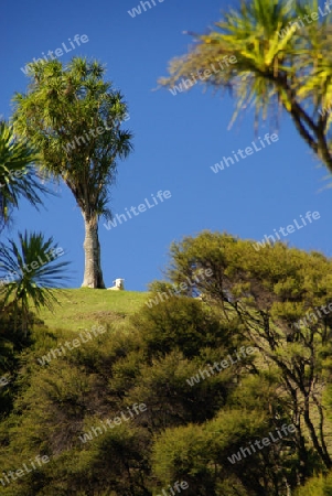 Schaf unter Cabbage Tree