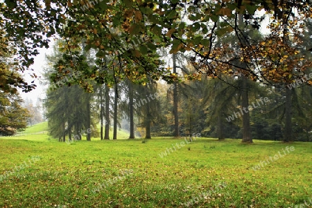 Waldlichtung, Hebst