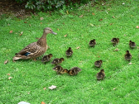 Duck & ducklings