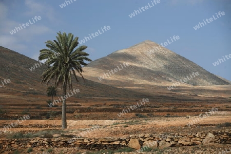 the Landscape on the Island Fuerteventura on the Canary island of Spain in the Atlantic Ocean.