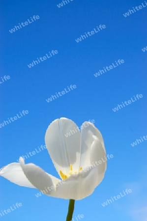 Tulpe, Tulip