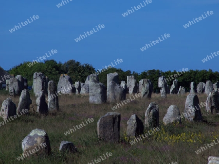 Wiese bei Carnac mit Menihren