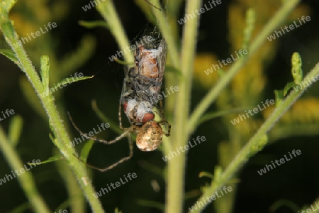 Vierfleckkreuzspinne (Araneus quadratus) - Weibchen, mit Beute, in ihrem Netz