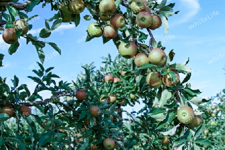 Reife ?pfel auf einer Plantage