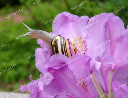 Schnecke auf der Blume