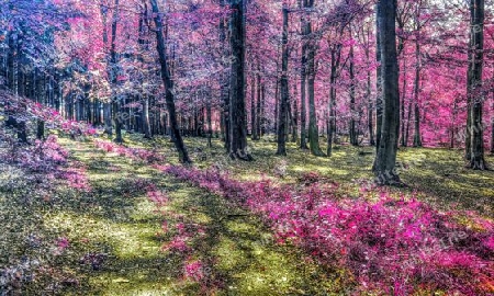 Beautiful pink and purple infrared panorama of a countryside landscape with a blue sky.