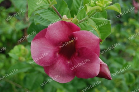 Allamanda 