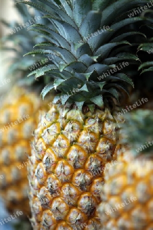 Ananas Frucht auf der Insel Ko Tao im Golf von Thailand im Suedwesten von Thailand in Suedostasien. 