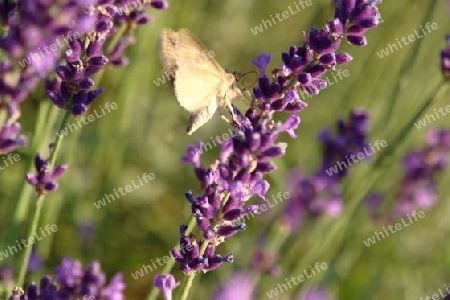 Schmetterling