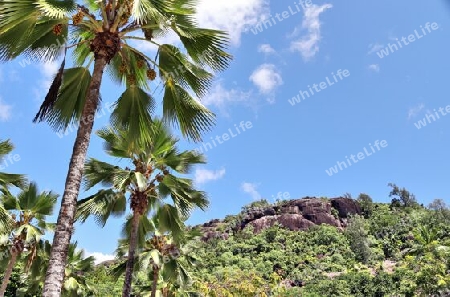 Beautiful palm trees at the beach on the tropical paradise islands Seychelles