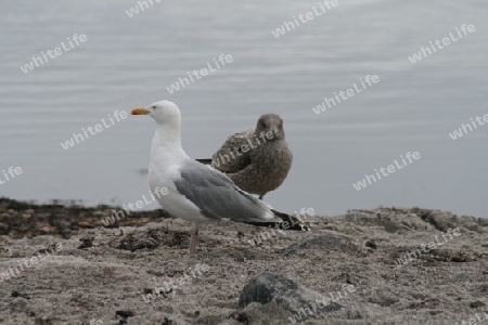 Strandleben