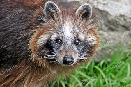 Waschb?r - Raccoon