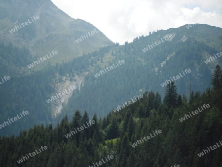 Wald und im Hintergrund Berge