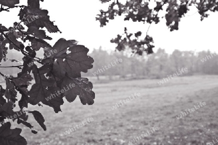 herbstlandschaft