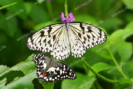 Schmetterling