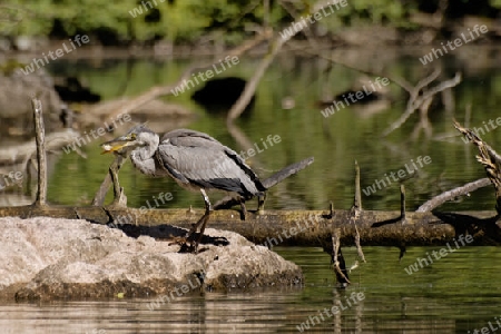  Grauhreiher;  "Ardea cinerea"  auf Fischjagd