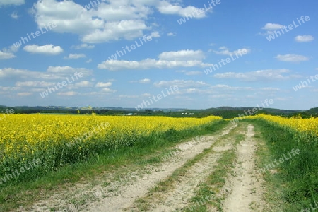 Weg zwischen Rapsfeldern